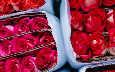 Rosas de Ecuador entrarán sin aranceles a EEUU tras acuerdo