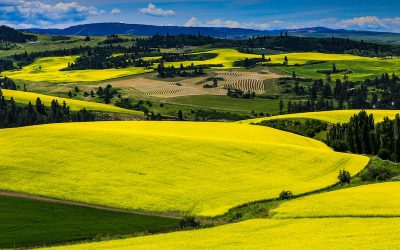 Campos amarillos en Uruguay: por qué la cosecha de canola de 2020 será la más grande de la historia