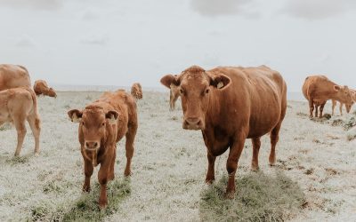 Ya está en línea el nuevo informe de exportaciones por departamento de Uruguay XXI