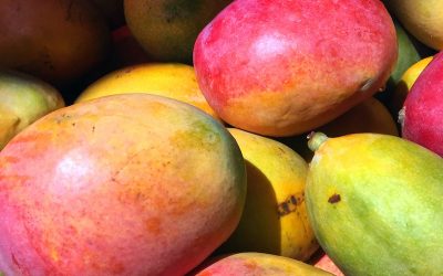 Mango peruano ingresa a emporio comercial de Corea del Sur