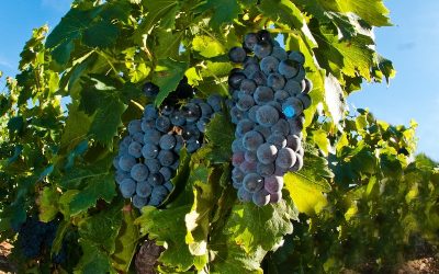 Uruguay: Dime a qué destino tenés pensado viajar y te diré qué vendimia celebrar