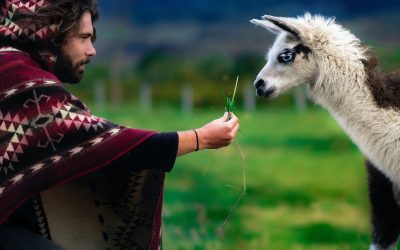 Fibra de alpaca estará en 10 plataformas
