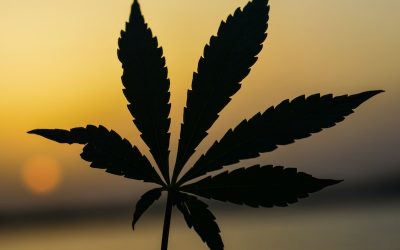 Cultivo colectivo de cannabis en Latinoamérica: un modelo de negocio en expansión