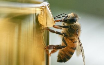 ¿Cuál es la importancia de las abejas y por qué se celebra el día mundial de estos insectos?