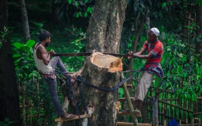 Neutralizar gases de carbono no es prioridad de Latinoamérica por sus bajas emisiones