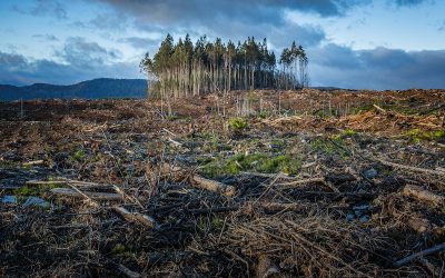 El cambio climático sin control le costará a la economía mundial $ 178 billones: Deloitte