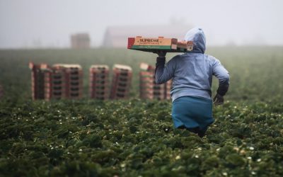 USDA: los salarios de los trabajadores de campo aumentaron un 9% este año