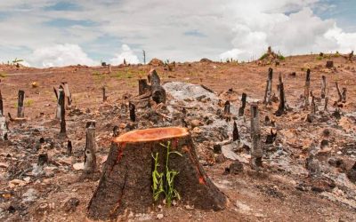 Europa prohíbe importar productos de regiones deforestadas con esta ley