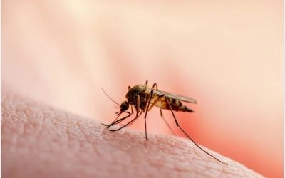 Primeros casos de malaria en EE. UU. diagnosticados en décadas en Florida y Texas