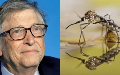 La empresa respaldada por Bill Gates que crea mosquitos modificados genéticamente