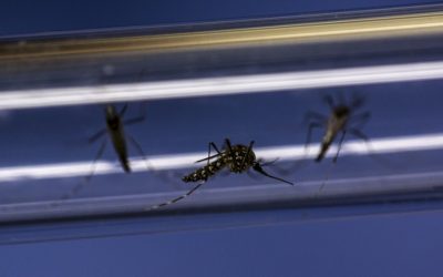 Los casos de dengue ponen en alerta máxima a los cazadores de mosquitos de Miami