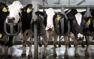 Gripe aviar en vacas lecheras: qué hay que saber sobre el virus y el riesgo para los humanos