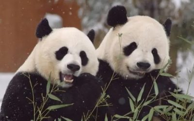 La diplomacia de los pandas