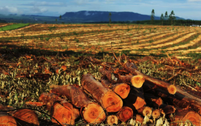 Caen los ingresos tributarios en América Latina por menor crecimiento y baja en materias primas