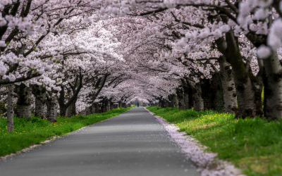 Reuniones de Primavera FMI y Banco Mundial 2026: América Latina con agenda propia en Washington