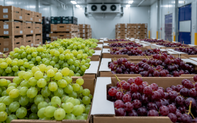 Un importador respaldado por capitales chilenos va por el 10% del mercado estadounidense de uva de mesa